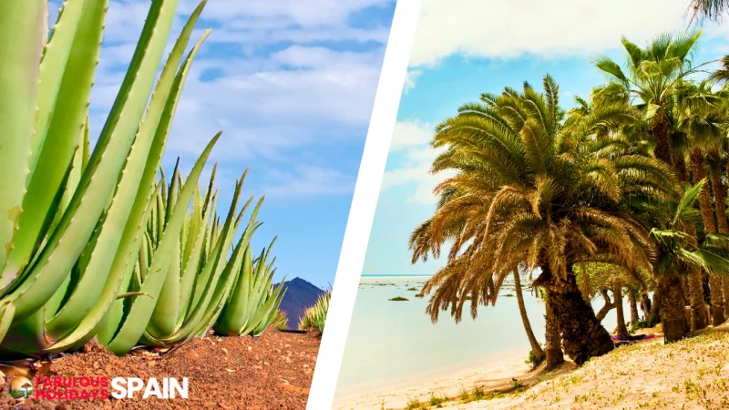 Fuerteventura in Canary Islands aloe vera plants